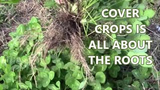 FALL COVER CROPS WISH I KNEW This 10 Years Ago