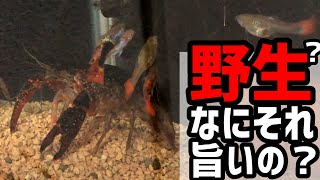 野生を忘れたザリガニとグッピー Youtube