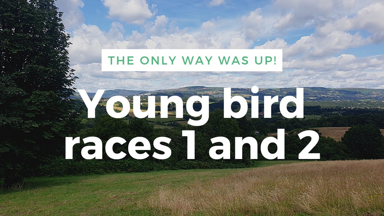 C. B. and C. Harris Pigeons - The only way was up!