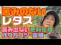 苦みの少ないレタスの作り方【育て方】栽培【定植】