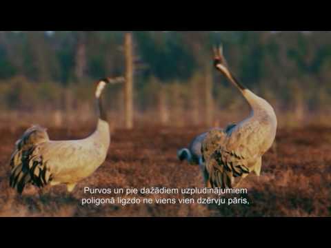 Video: Boreālā Gultne