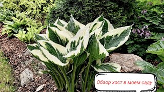 Review of Hostas in My Garden
