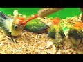 Feeding Lovebird Chick - Euwing Green, Green Opaline, Parblue Euwing