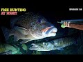 Night spearfishings episode 115  fish hunting at night