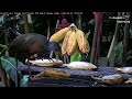 Gray-cowled Wood Goes Bananas on the Canopy Lodge Feeders | May 30, 2023