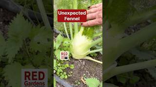 Unexpected Fennel #overwintercrop #protectedgrowing #growingourownfood
Unexpected Fennel #overwintercrop #protectedgrowing #growingourownfood Unexpected Fennel #overwintercrop #protectedgrowing #growingourownfood