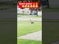 May 22, 2026 #animals #birds #canadiangeese #trending #viral #youtubeshorts #fun #funny