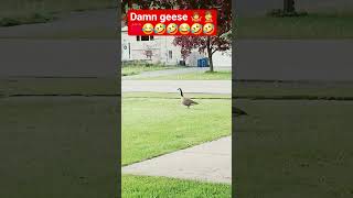 May 22, 2026 #animals #birds #canadiangeese #trending #viral #youtubeshorts #fun #funny