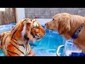 Sammie Plays With Tiger In Ocean!