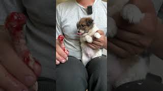 The tiny puppy is a big eater