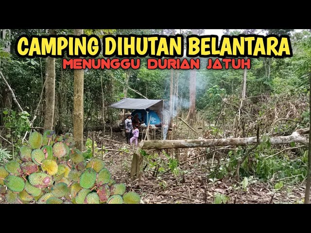 Camping dihutan bersama istri dan anak menunggu durian jatuh class=