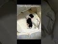 母犬が赤ちゃんを道に置き去りにした 🐱😢
