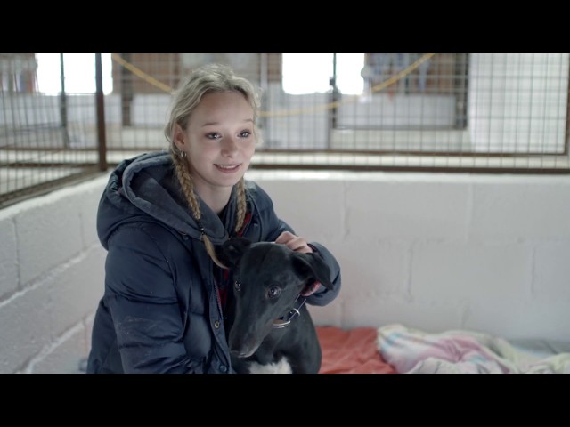 Inside Greyhound Racing: Life at a Racing Kennels class=