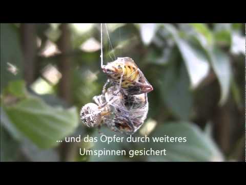 Video: Ist Hornisse eine Spinne?