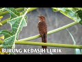 Burung Kedasih Lurik | Burung Wiwik