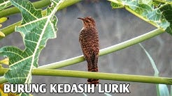 Burung Kedasih Lurik | Burung Wiwik  - Durasi: 1:48. 