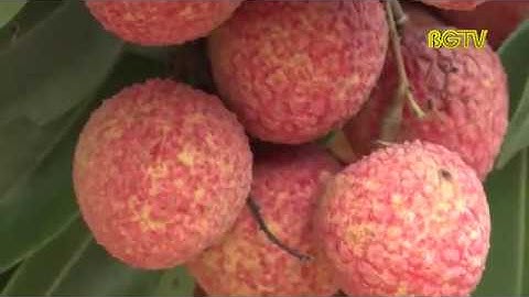 Đẩy mạnh quảng bá, tiêu thụ vải thiều tại thị trường nội địa