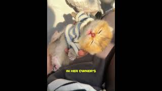 This Kitten Refuses To Wake Up 😴 #sleepycat #kitten