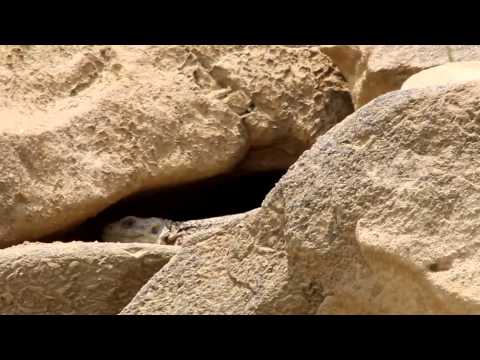 კავკასიური ჯოჯო  Caucasian Rock agama lizard