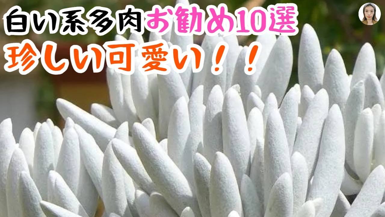 Recommended for beginners! Top 10 white succulents: They