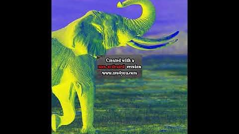 Elephant Sound Effect Effects (Sponsored By Preview 2 Effects)