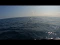 Raw unedited video of Heidi&#39;s 1st Pacific Sailfish Day 3 out of Iztapa Guatemala.