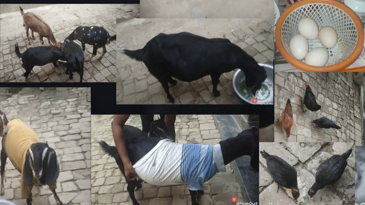 🐔ছাগল-মুরগি পালনে প্রচণ্ড পরিশ্রম লাগে, তবে ধৈর্য ও যত্ন রাখলে আপনিও একদিন সফল খামারি হতে পারবেন।🏡😔