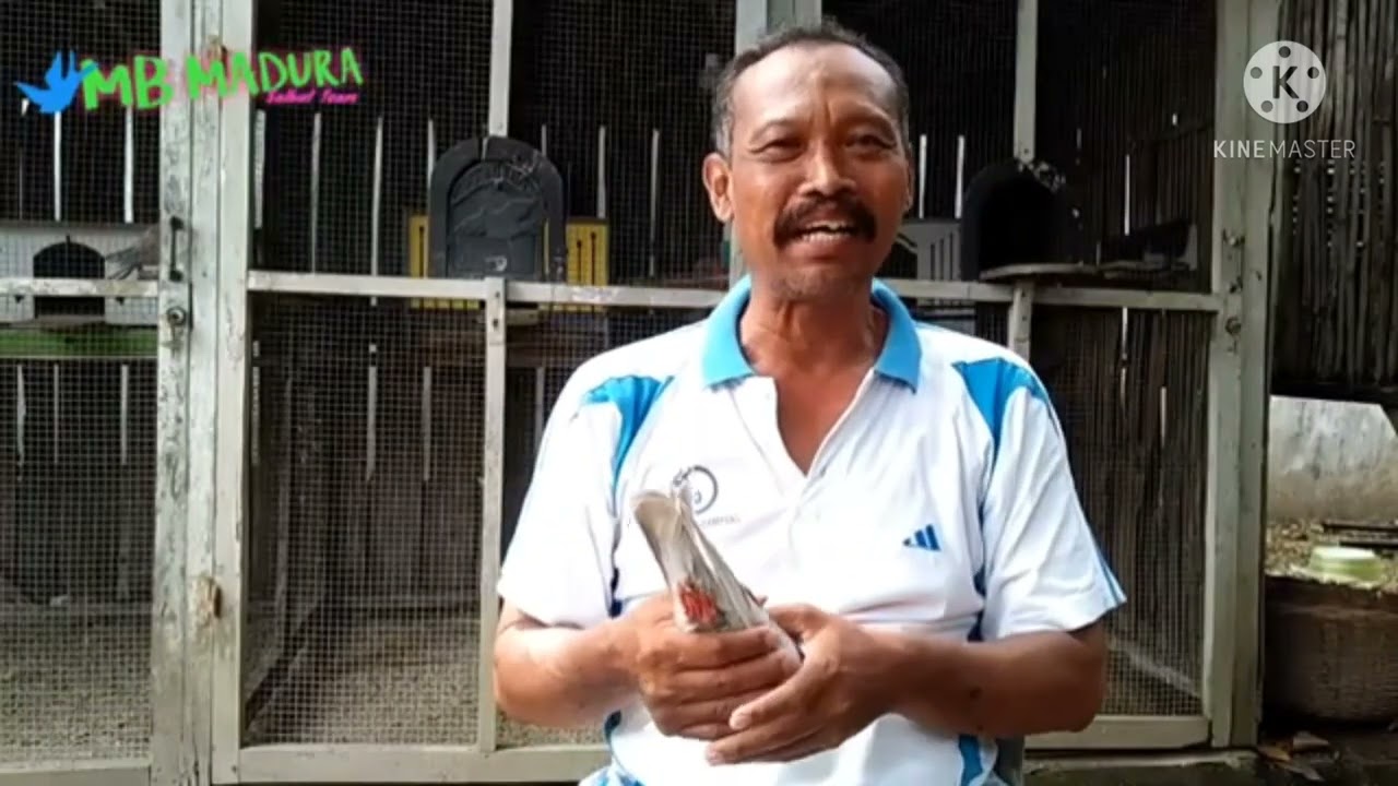 re-upload katuragan merpati juara