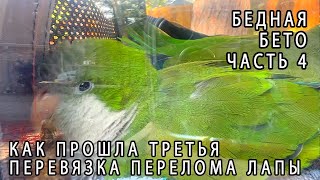 ПОПУГАЙ БЕТО С ПЕРЕЛОМОМ ЛАПЫ ЧАСТЬ 4