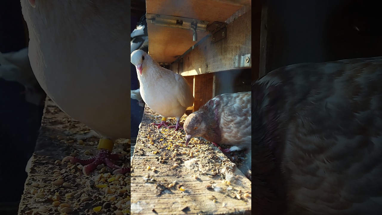 Healthy Pigeon Care Routine | Feeding, Behavior & Daily Life 🕊️ 