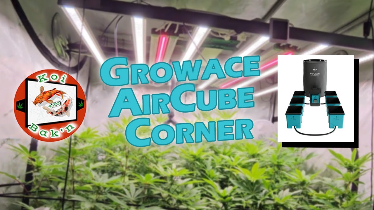 Growace AirCube Active Oxygen Ebb and Flow Grow System | Season 4 Ep 2