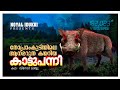 ആനമറുത കയറിയ ഒറ്റയാന്‍ കാട്ടുപന്നി | ഒരു പന്നിവേട്ട | തോപ്രാംകുടി