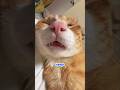 CAT OWNERS NEED TO KNOW THIS! YOUR CAT IS NOT PURRING FOR THE REASON YOU THINK!#shorts