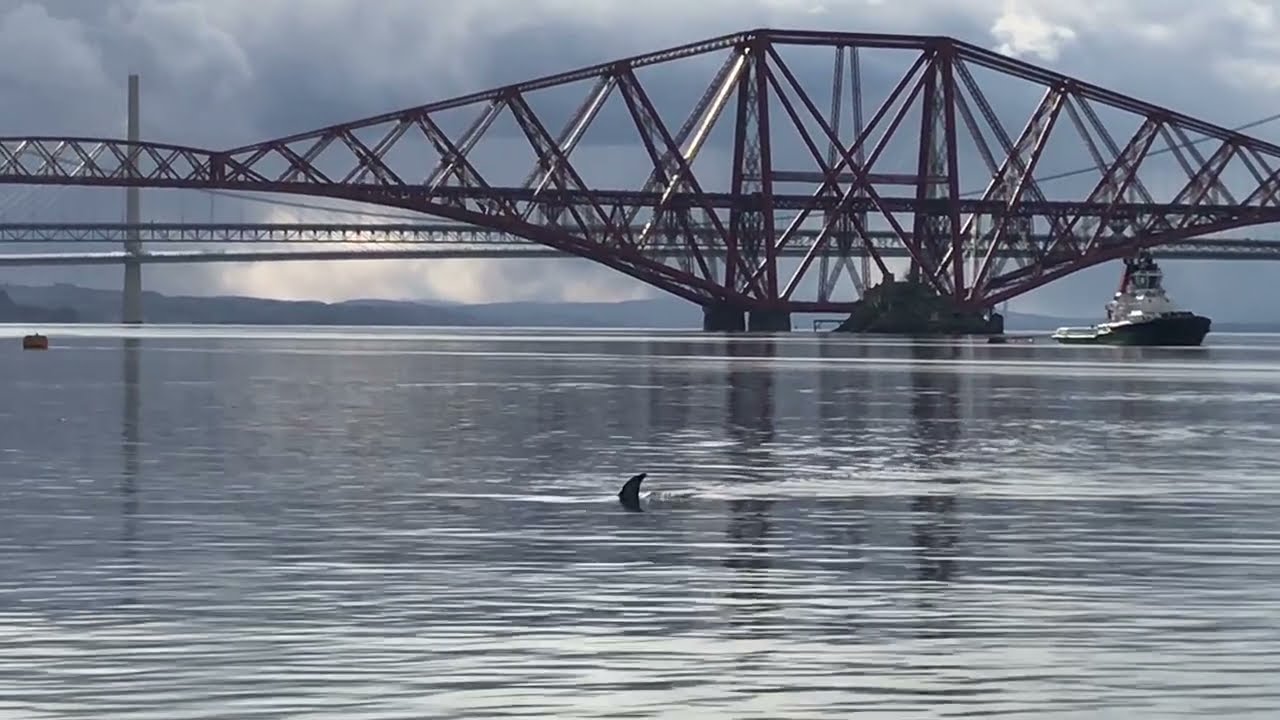 Original Sighting Rare Sei Whale Firth of Forth Scotland