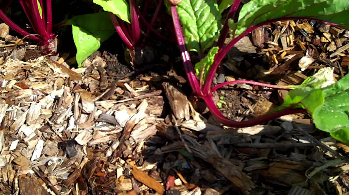 Maui Bees Farm, you pick, organic bio dynamic vege...