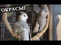 ОКРАСЫ МОИХ ПОПУГАЕВ! | PetMania