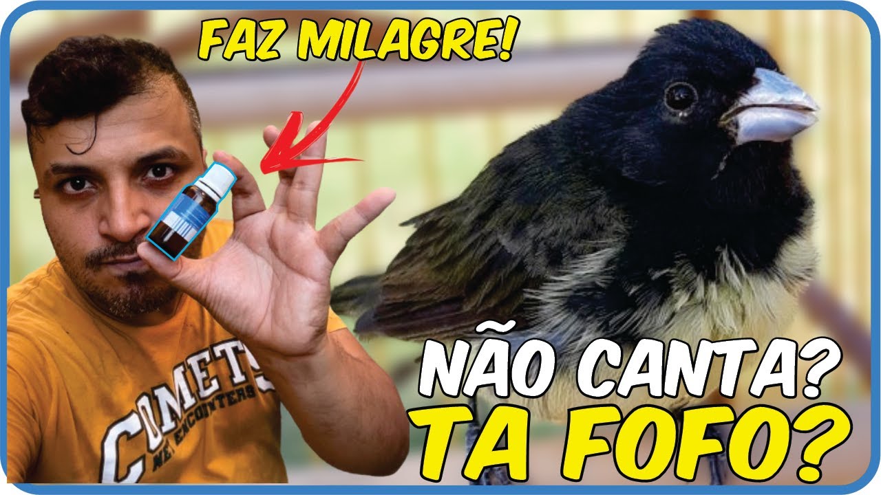 Como Curar Peito Seco em Pássaros Rapidamente! Saiba agora!