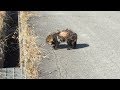 一体何が。。道路に突然現れたタヌキに異変が・・