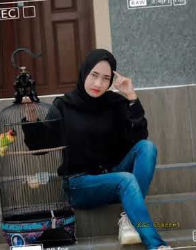 Stroy wa kicau mania part 14