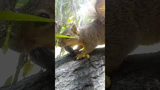 Avocado ISO #1 Fan & Found!! #1  Fan Squirrel (See Description) CD050124