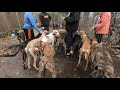 Greyhound haul from Florida の動画、YouTube動画。