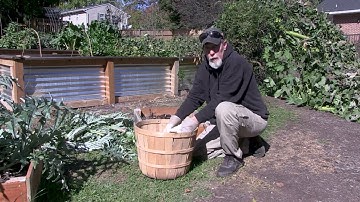 3 Easy Steps to Protect Your Artichoke Plants Against Winter Weather