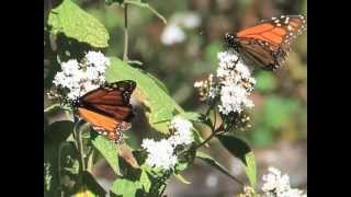 MLMP Training 4 of 11 : Migration and Overwintering