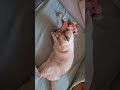 Kitty playing with piggy 