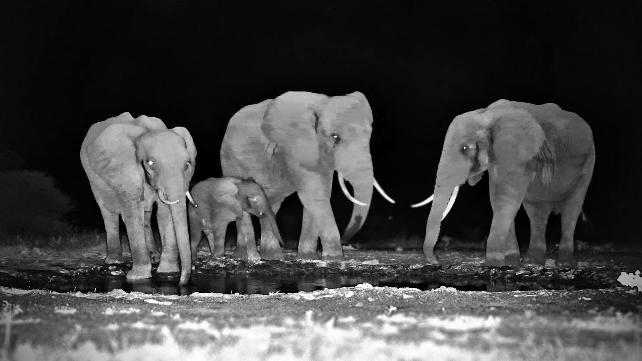 A Small Elephant Amongst Giants - YouTube