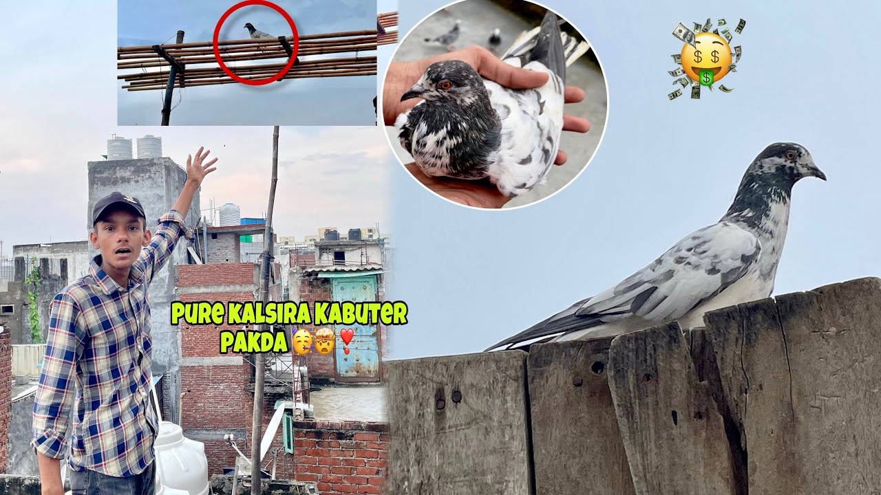 Purani Nasal Ka Kalsira Kabuter Pakad Liya Ayan Ne 🥰✅🤯