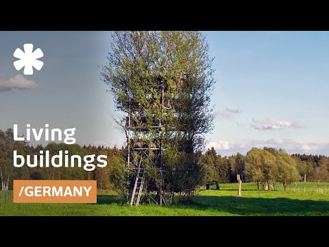 Baubotanik shapes living tree branches into building facades