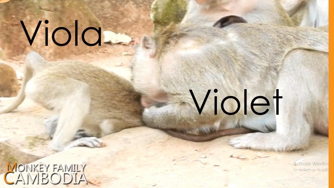 Poor Viola Learn How To Steal Milk From Brat Janet Not Succeed Mom Violet Beat Hard. Violet Not Jane