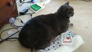 Tarot for Cats: Bron's Daily Draw #9 by Jake Waldweg Whatever 6 views 2 years ago 1 minute, 44 seconds