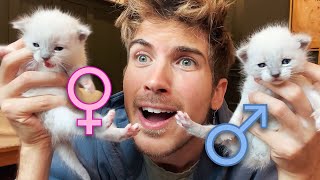 Revealing the Genders of My Rescue Kittens (Part 2)